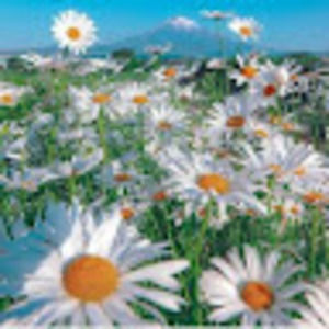 Meet your Posher, Yanay